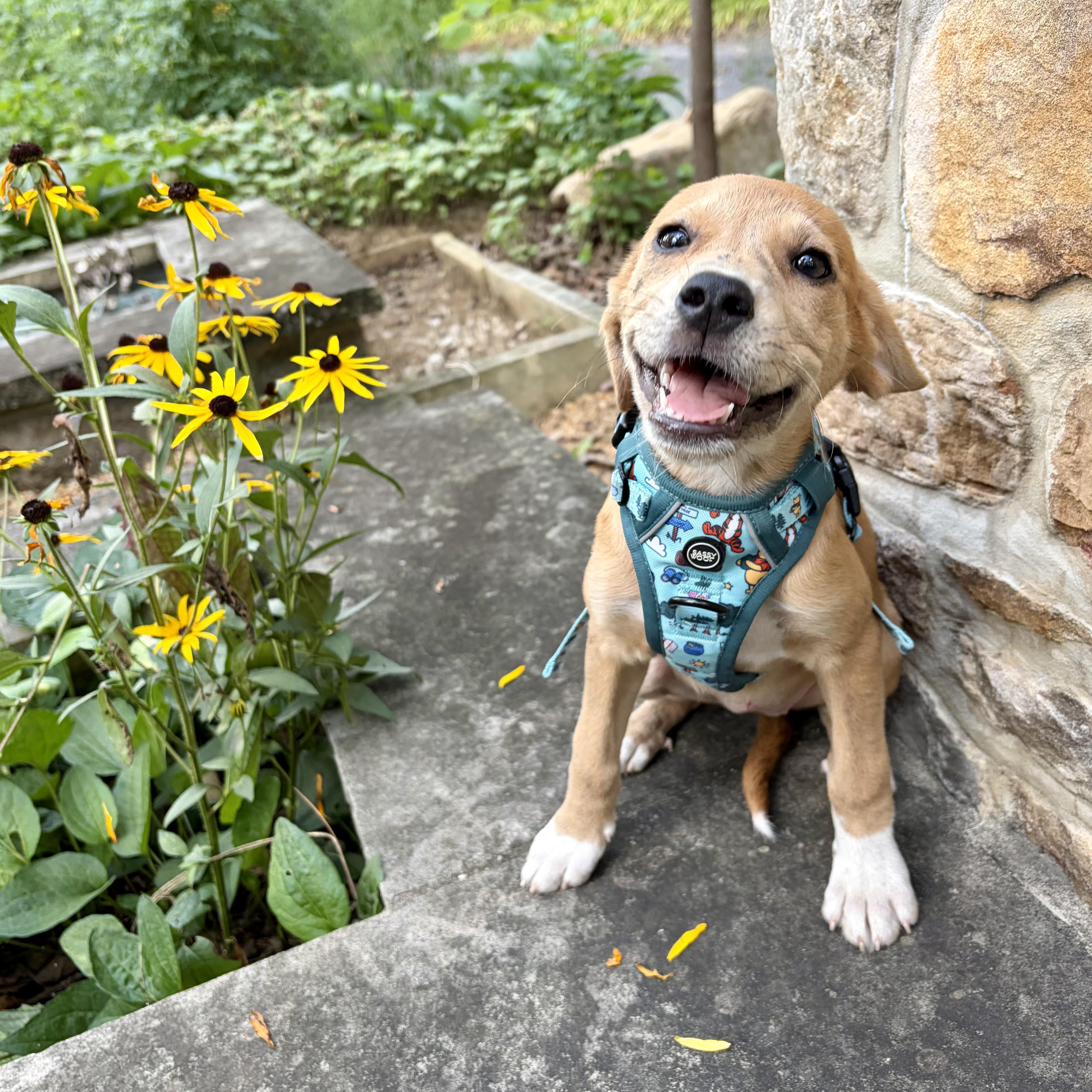 Tessa, a ADOPTABLE mixed breed in High View, WV image 1/6