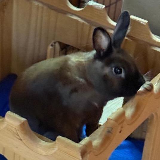 Enlarge Amber B. Hangry, a Adoptable Cinnamon in Cream Ridge, NJ image 2/3