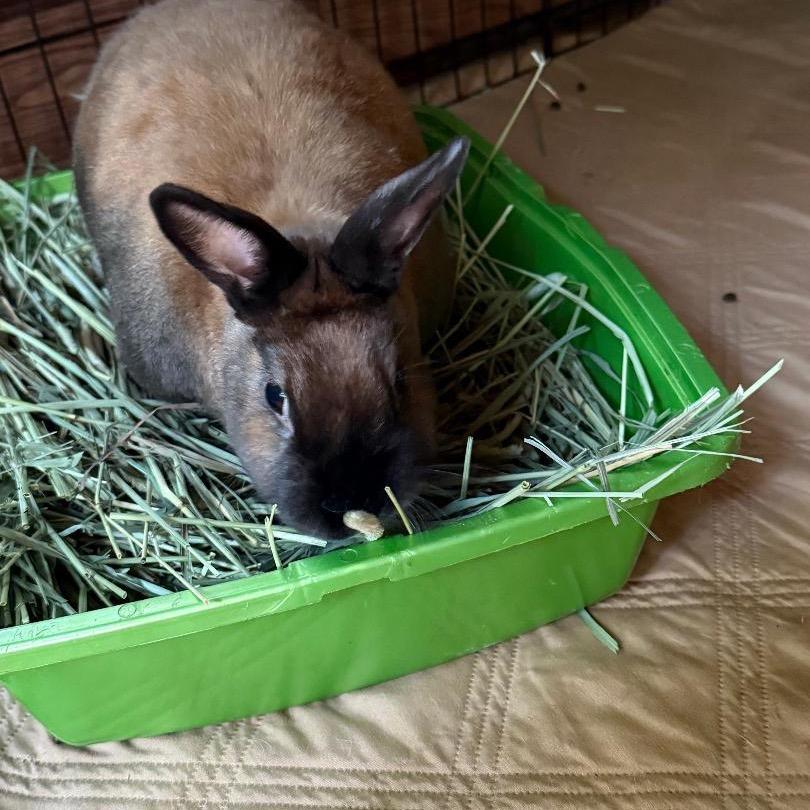 Enlarge Amber B. Hangry, a Adoptable Cinnamon in Cream Ridge, NJ image 3/3
