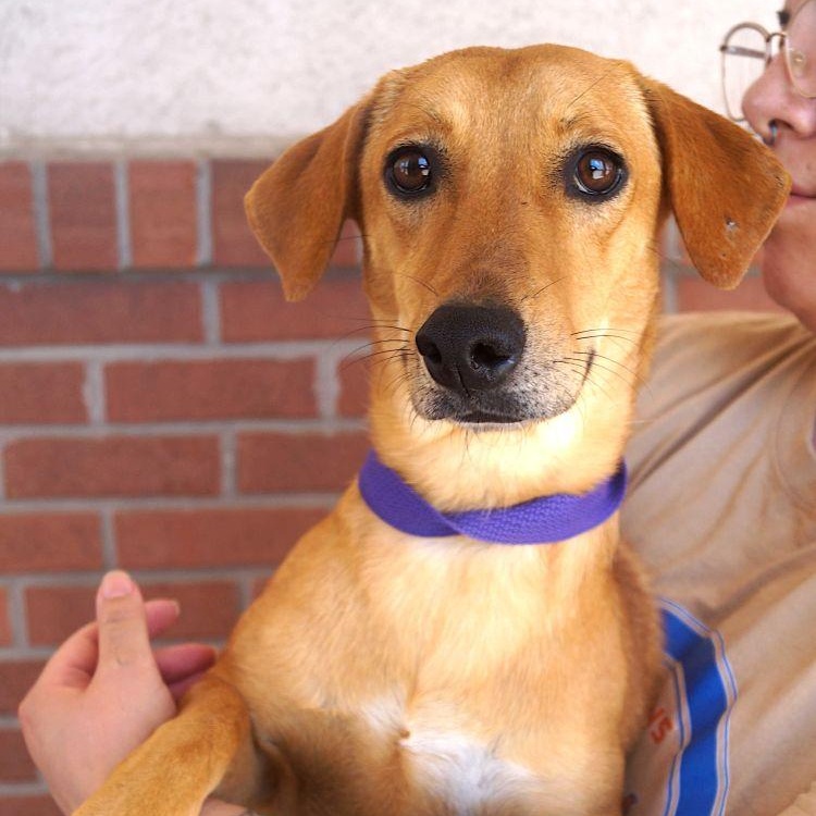 Tabasco, Adoptable, Adult Female Labrador Retriever & Terrier.