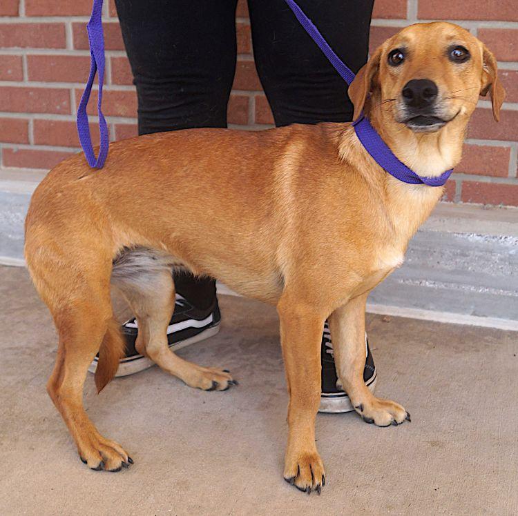 Enlarge Tabasco, a Adoptable mixed breed in Carrollton, TX image 2/2