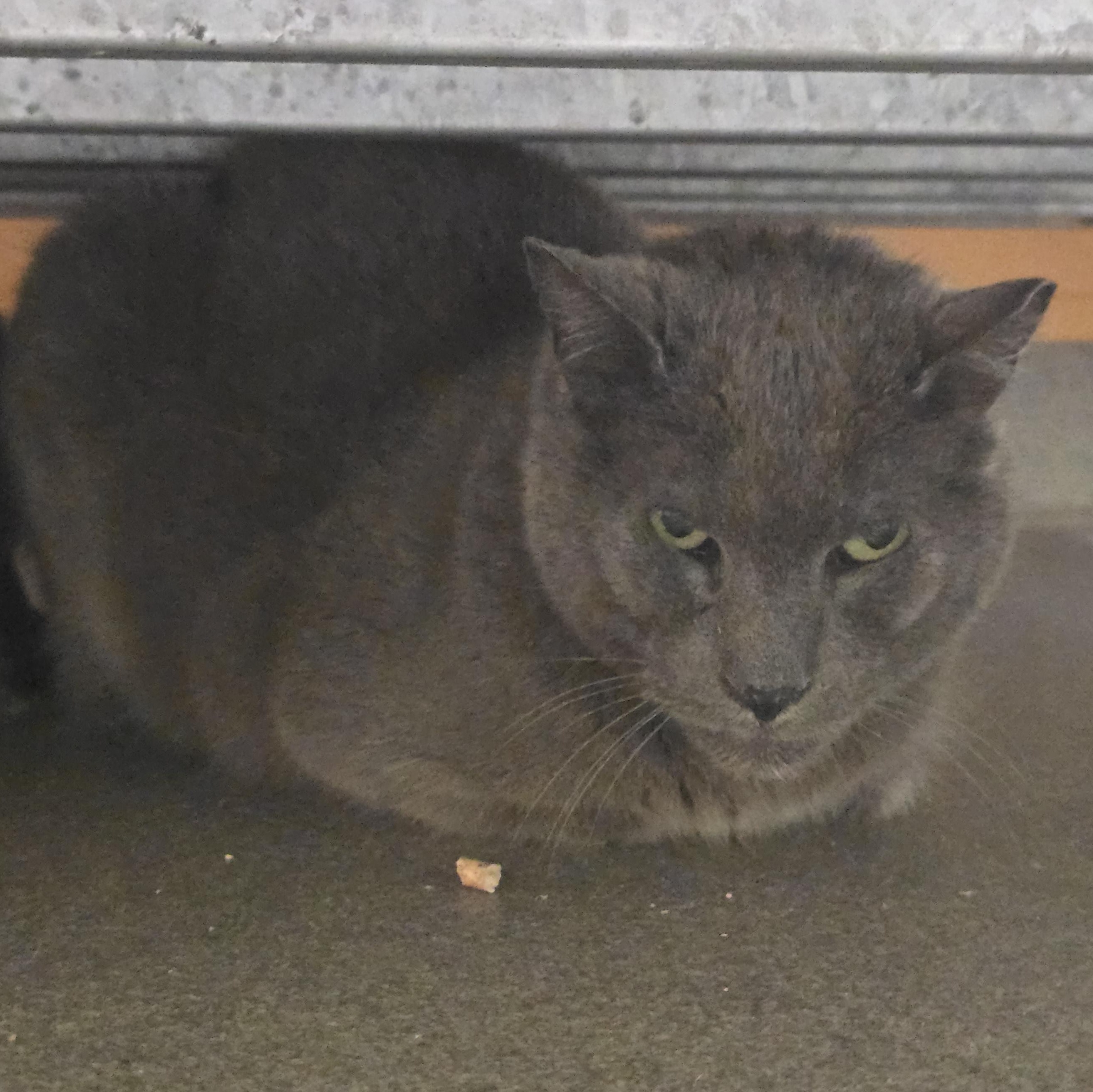 Ivan, adopted, Adult Male Domestic Short Hair.