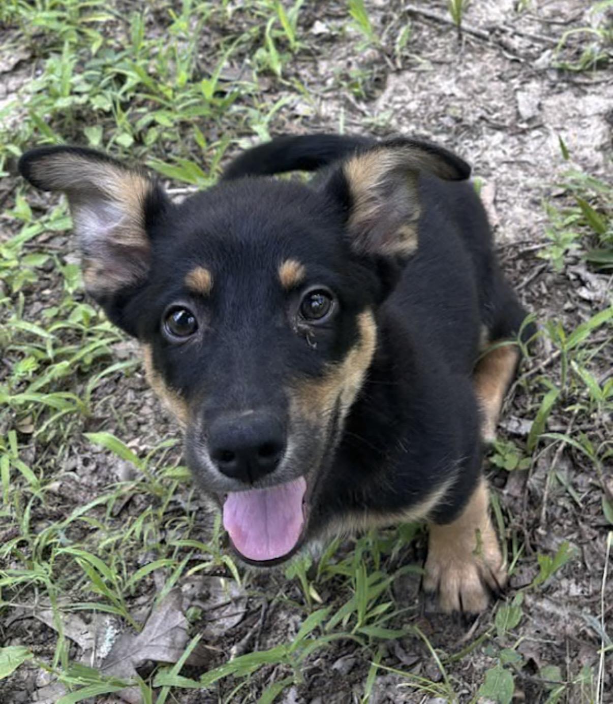 Road Runner, adopted, Puppy Male Corgi.