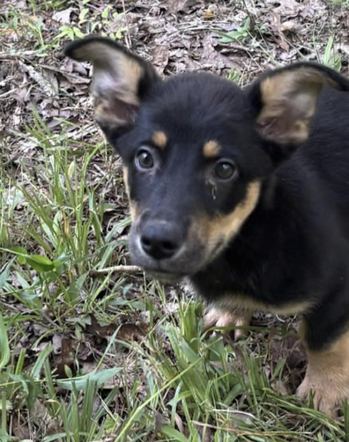 Road Runner, an adopted Corgi in Watertown, CT image 2/4