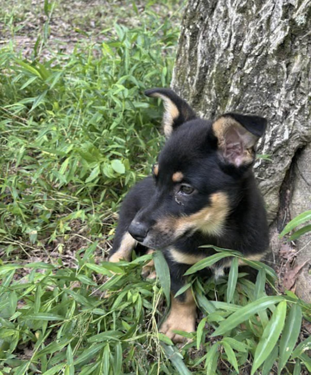 Road Runner, an adopted Corgi in Watertown, CT image 4/4