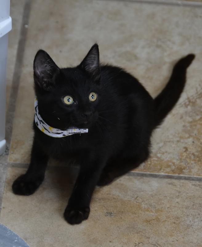 Cat for adoption Angus (BSMfostered in TN), a Domestic Short Hair in