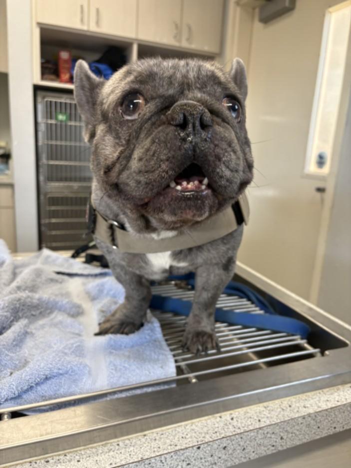 Enlarge A211266, a Adoptable French Bulldog in Olivehurst, CA image 1/1