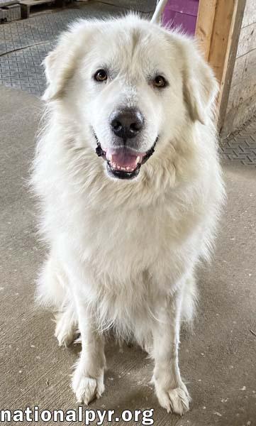 Enlarge Lorek in TN - Happiest Getting Attention!, an adopted Great Pyrenees in Lebanon, TN image 2/4