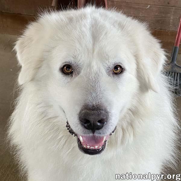 Lorek in TN - Happiest Getting Attention!, adopted, Adult Male Great Pyrenees.