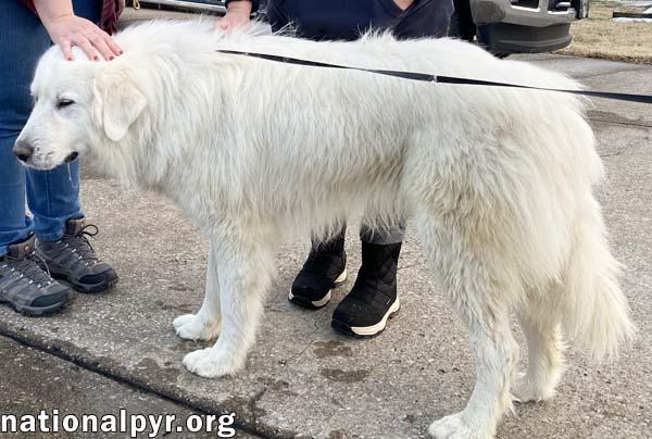 Enlarge Lorek in TN - Happiest Getting Attention!, an adopted Great Pyrenees in Lebanon, TN image 3/4
