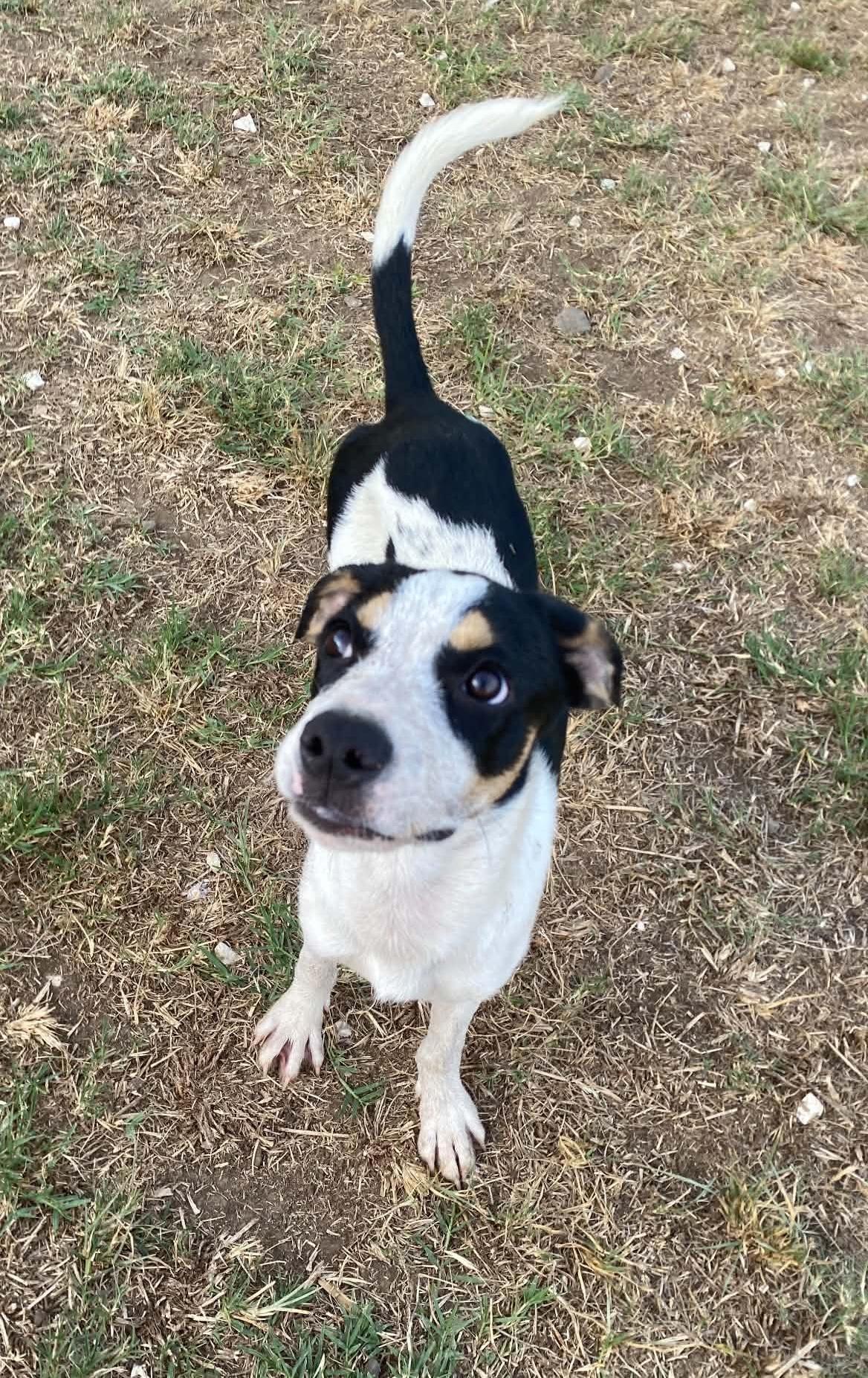 Enlarge Pilot, a ADOPTABLE mixed breed in Milford, NH image 1/4
