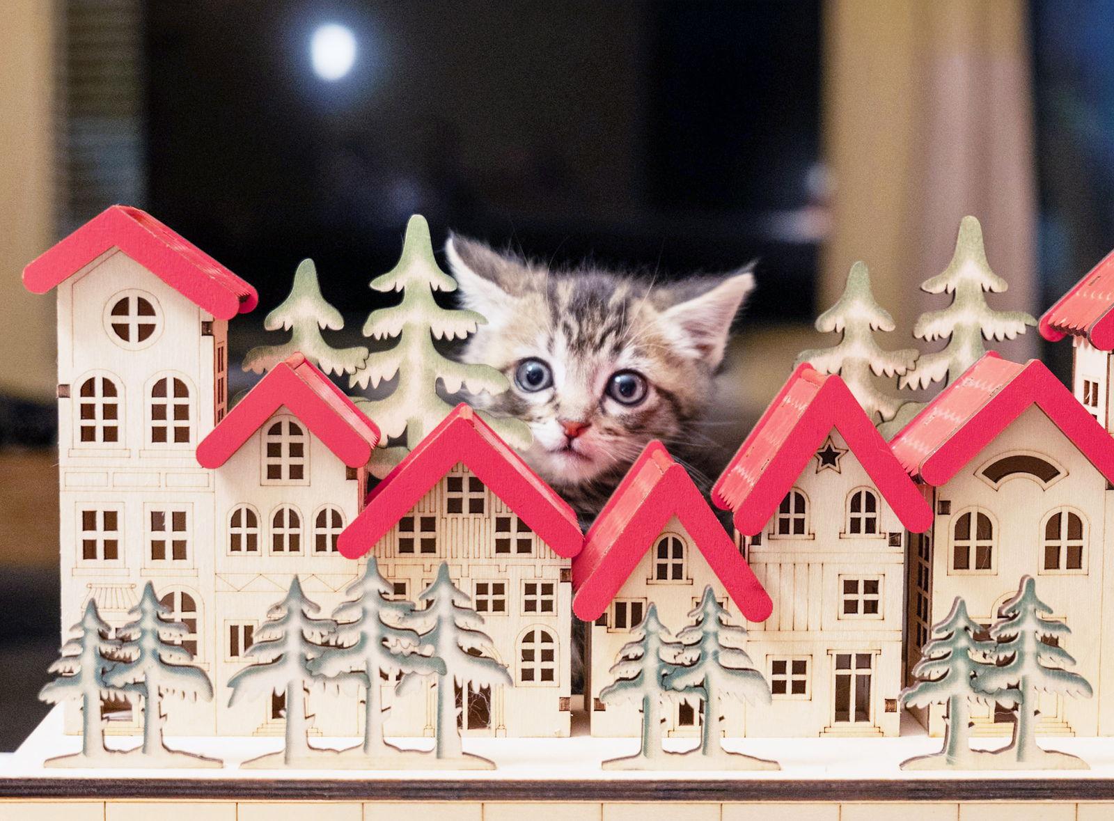 Puff, Adoptable, Kitten Female Tabby.