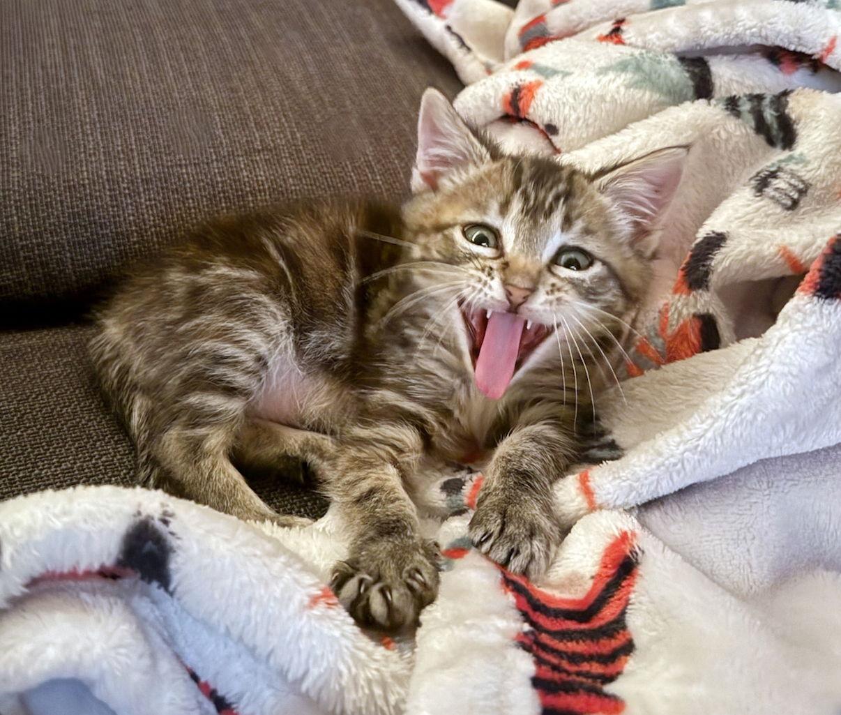 Enlarge Puff, a Adoptable Tabby in Alameda, CA image 2/3