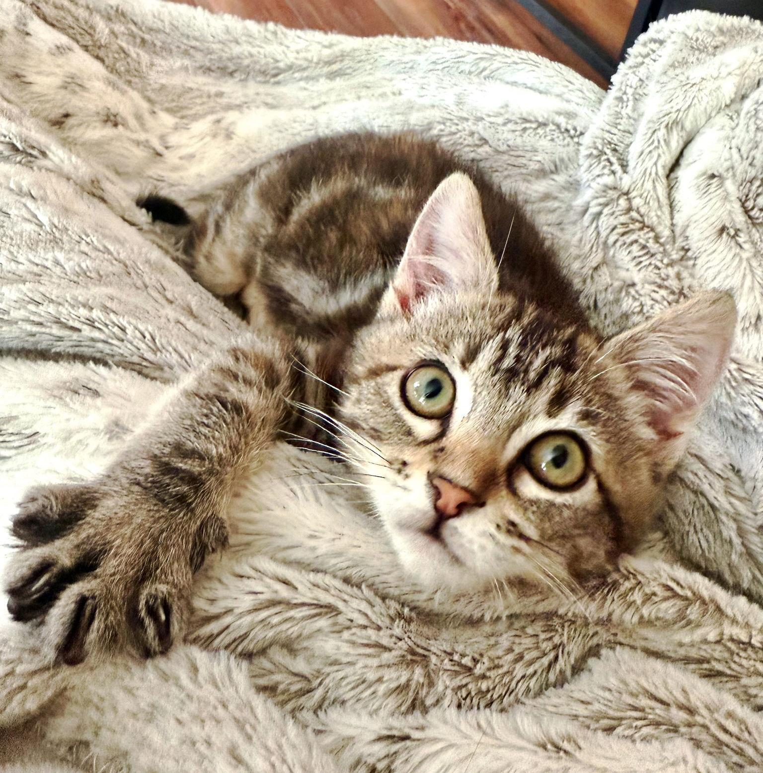 Enlarge Puff, a Adoptable Tabby in Alameda, CA image 3/3