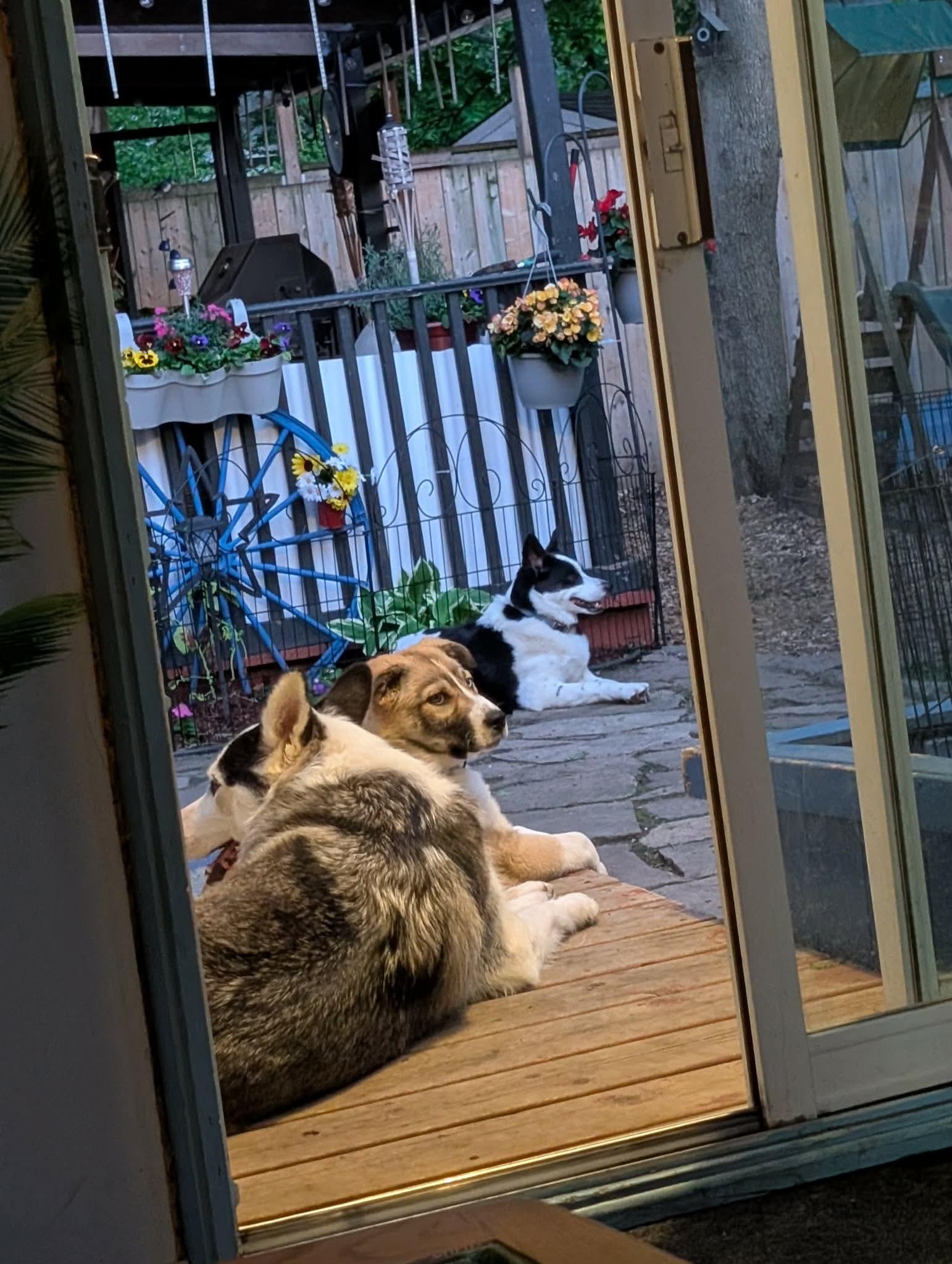 Daisy, a ADOPTABLE mixed breed in Acton, ON image 6/6