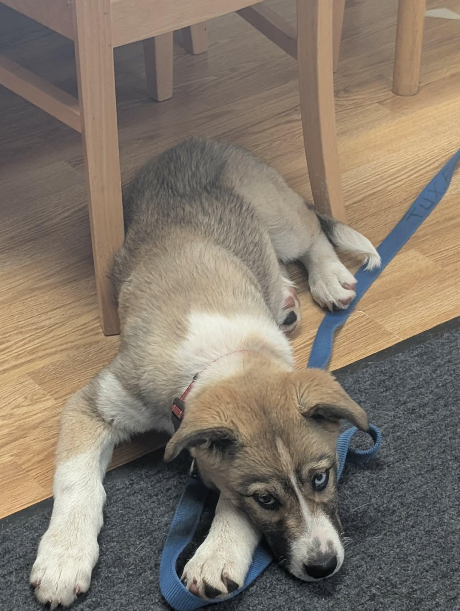 Daisy, a ADOPTABLE mixed breed in Acton, ON image 1/6