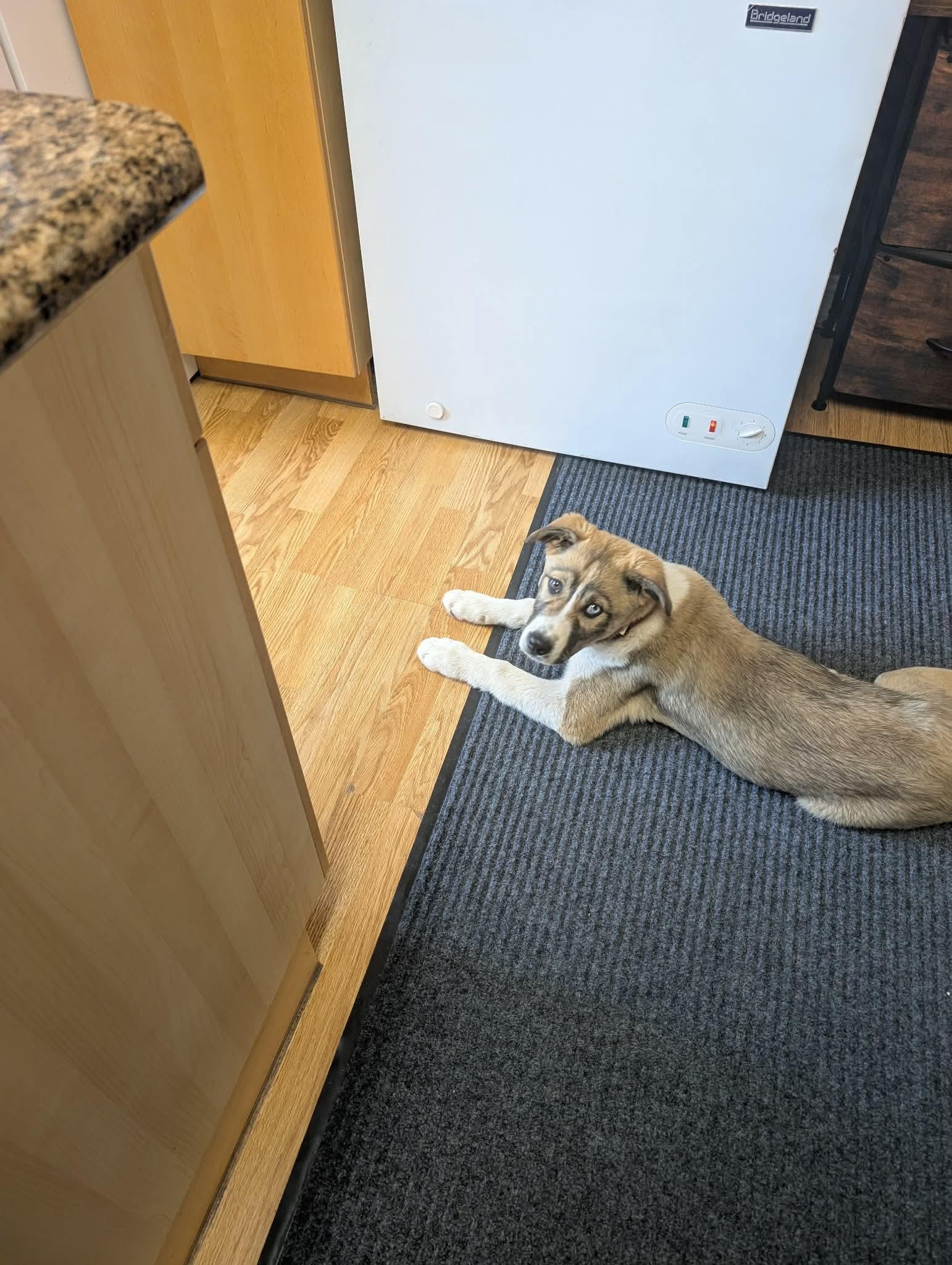 Daisy, a ADOPTABLE mixed breed in Acton, ON image 4/6