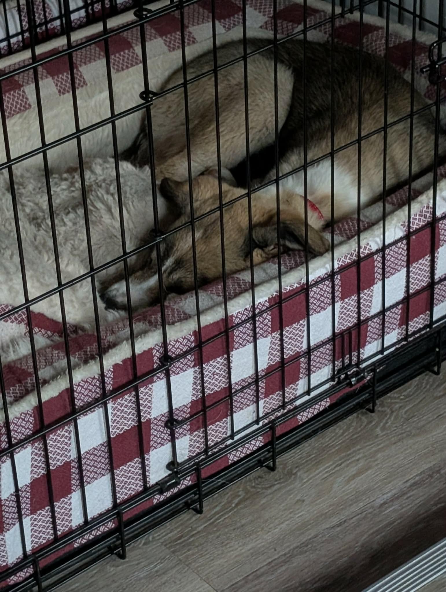 Daisy, a ADOPTABLE mixed breed in Acton, ON image 5/6