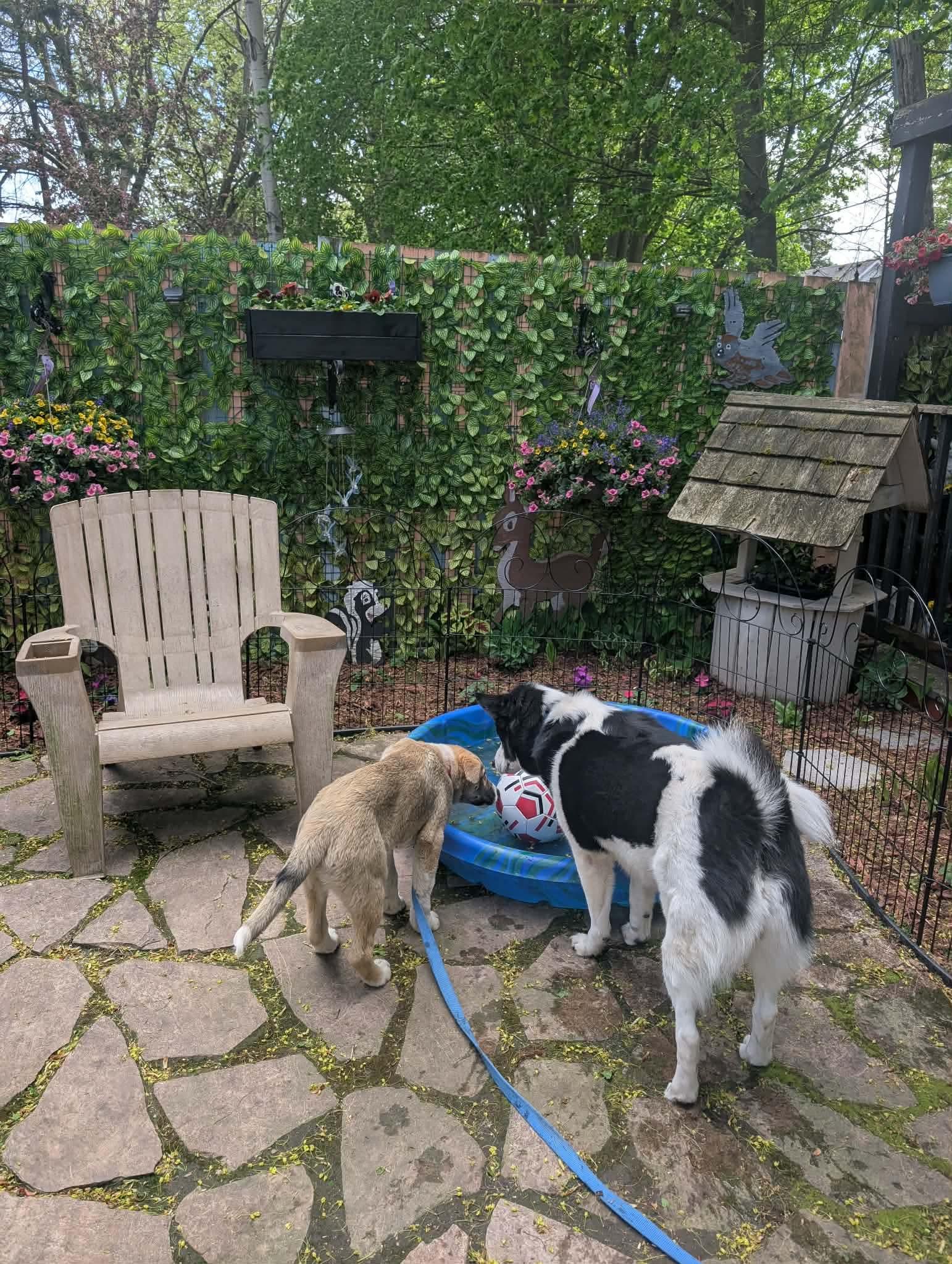 Daisy, a ADOPTABLE mixed breed in Acton, ON image 2/6