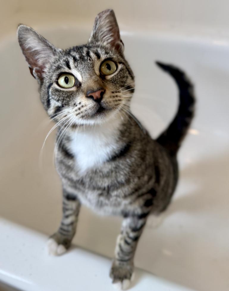 Bam Bam, Adopted, Adult Male Domestic Short Hair & Tabby.