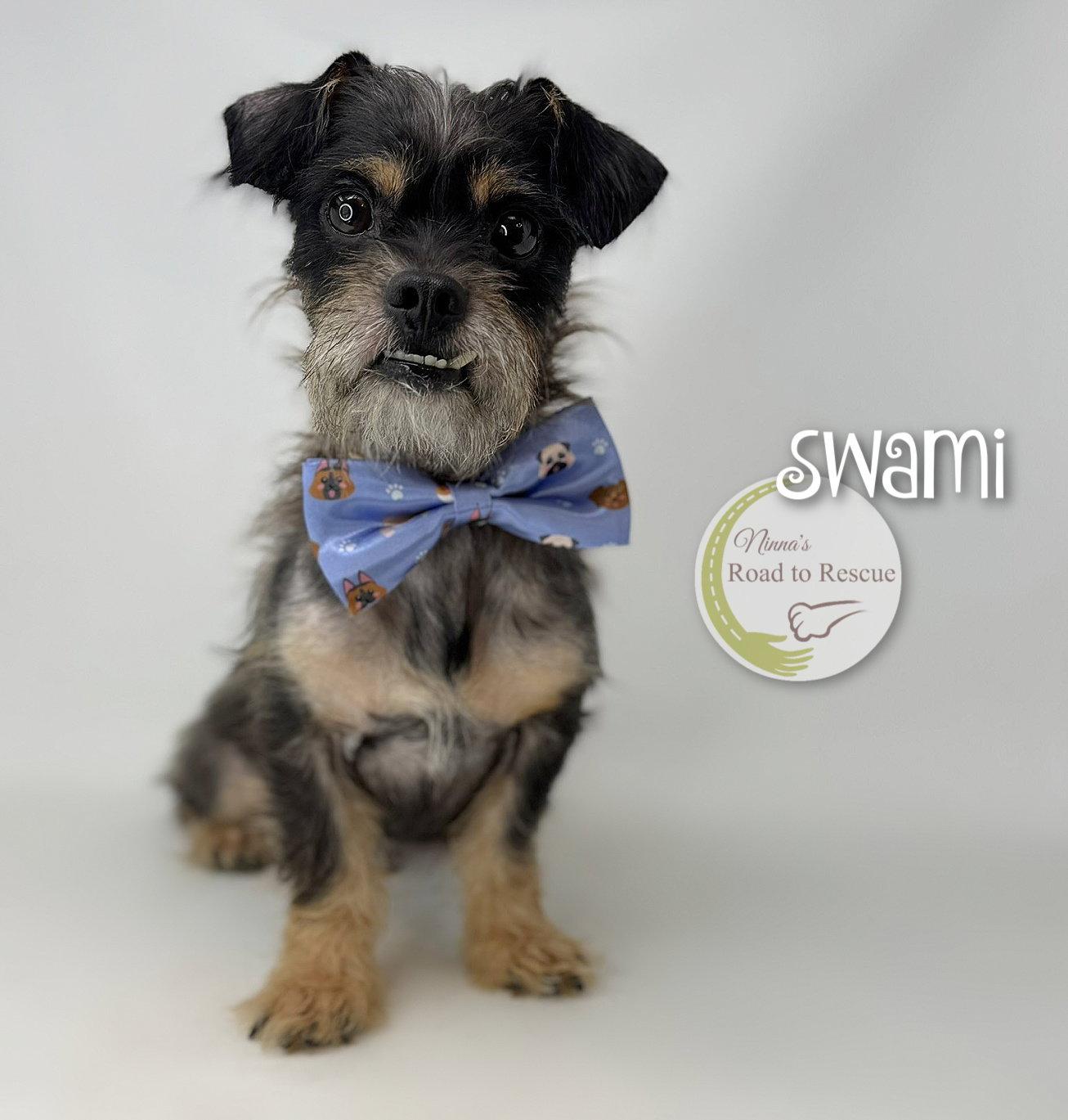 Swami, Adoptable, Adult Male Schnauzer & Pug.