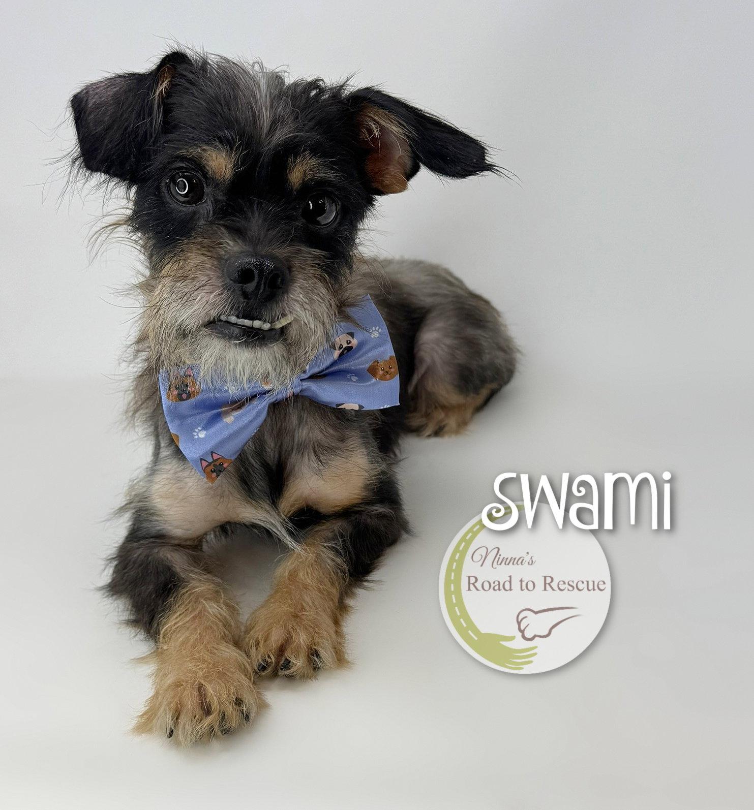 Enlarge Swami, a Adoptable mixed breed in Benton, LA image 2/3