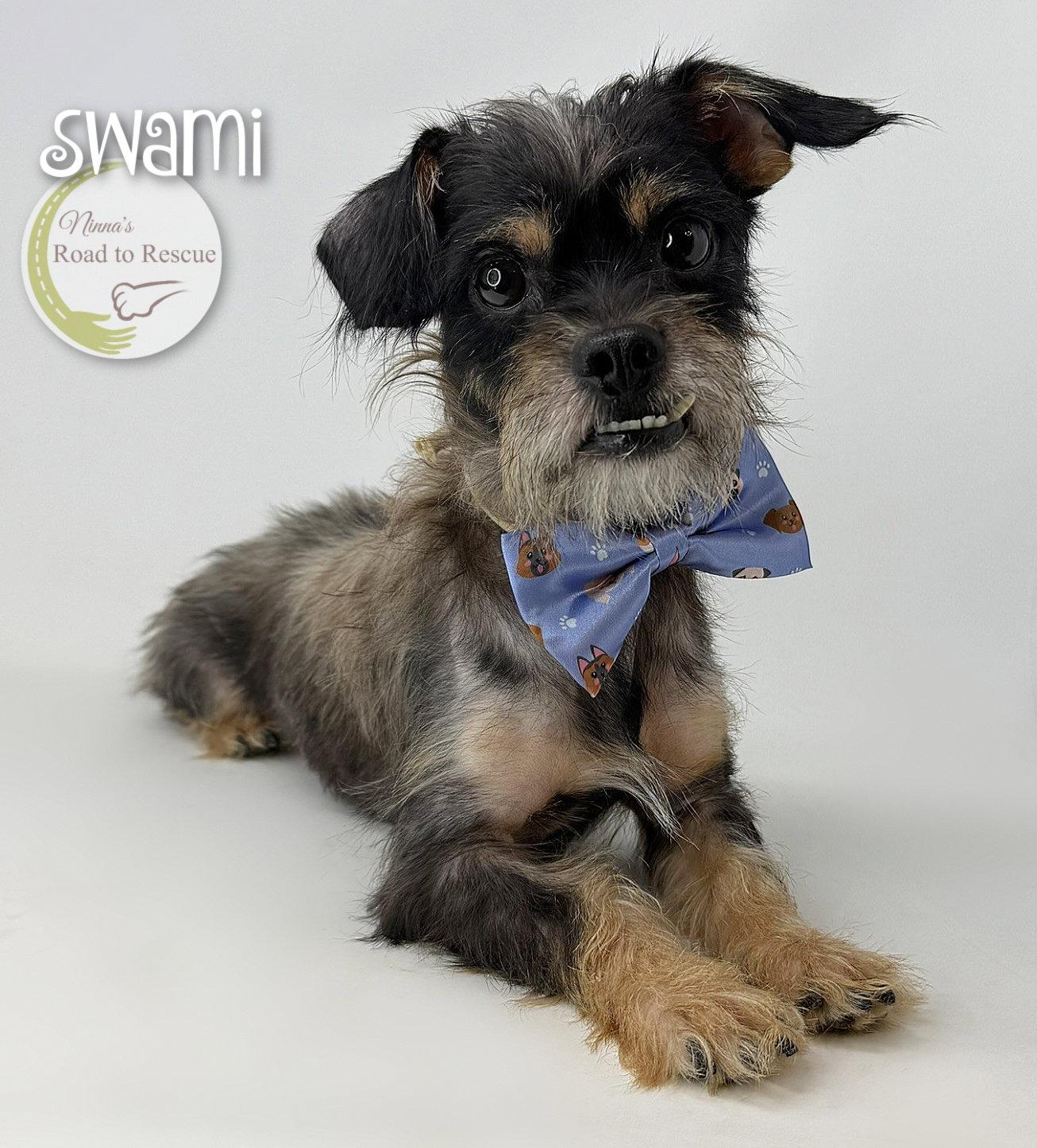 Enlarge Swami, a Adoptable mixed breed in Benton, LA image 3/3