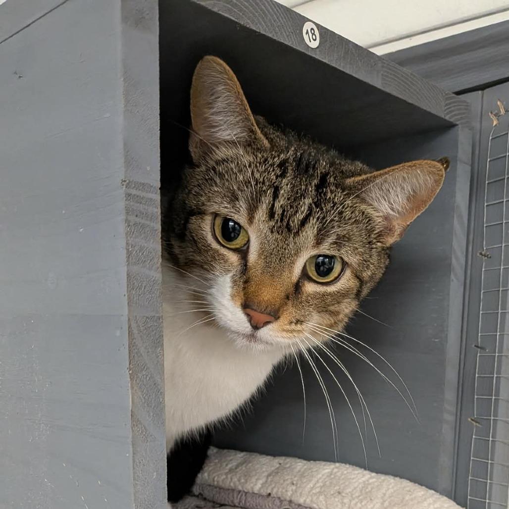 Chili, Adoptable, Adult Male Domestic Short Hair.