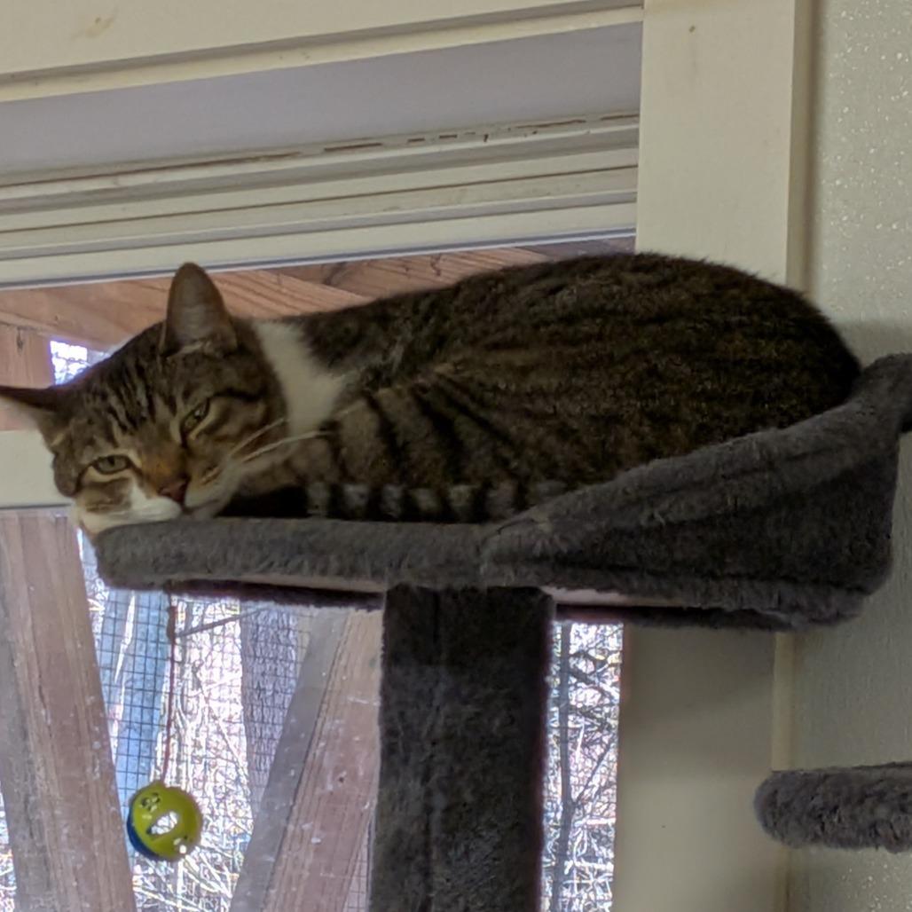 Enlarge Chili, a Adoptable Domestic Short Hair in Greenville, PA image 2/4