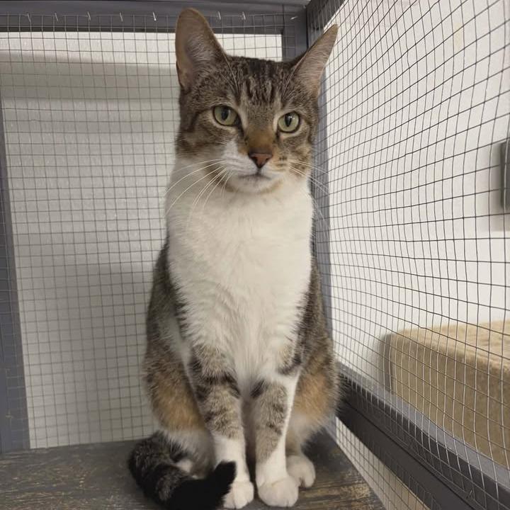 Chili, a Adoptable Domestic Short Hair in Greenville, PA image 2/3