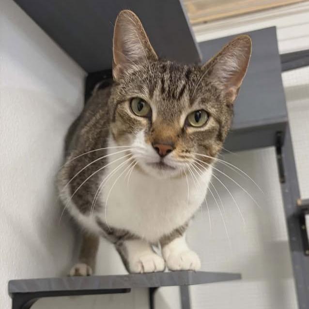 Chili, a Adoptable Domestic Short Hair in Greenville, PA image 3/3