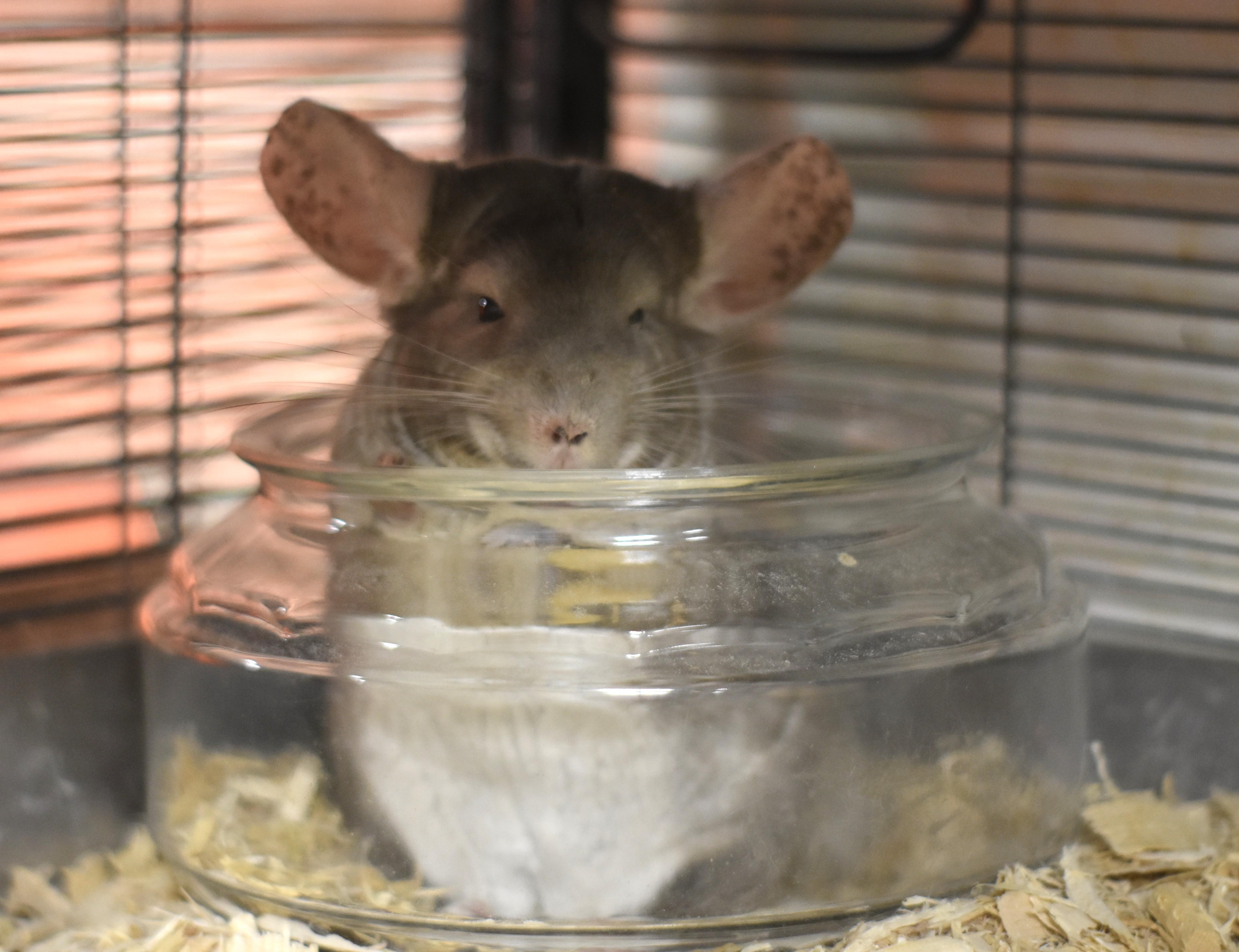 Enlarge Pickles, a ADOPTABLE Chinchilla in Wolcott, IN image 2/2
