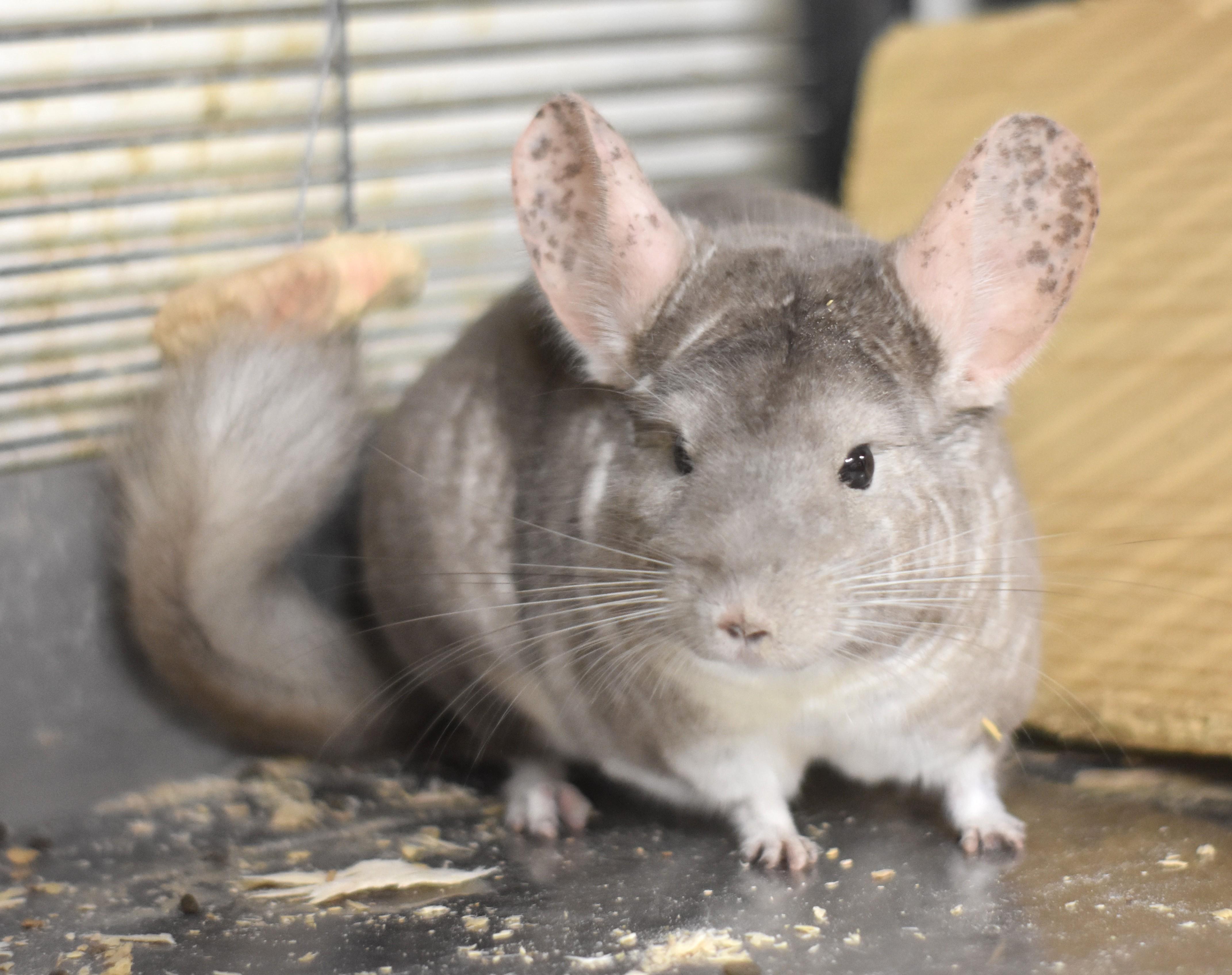 Pickles, ADOPTABLE, Adult Female Chinchilla.