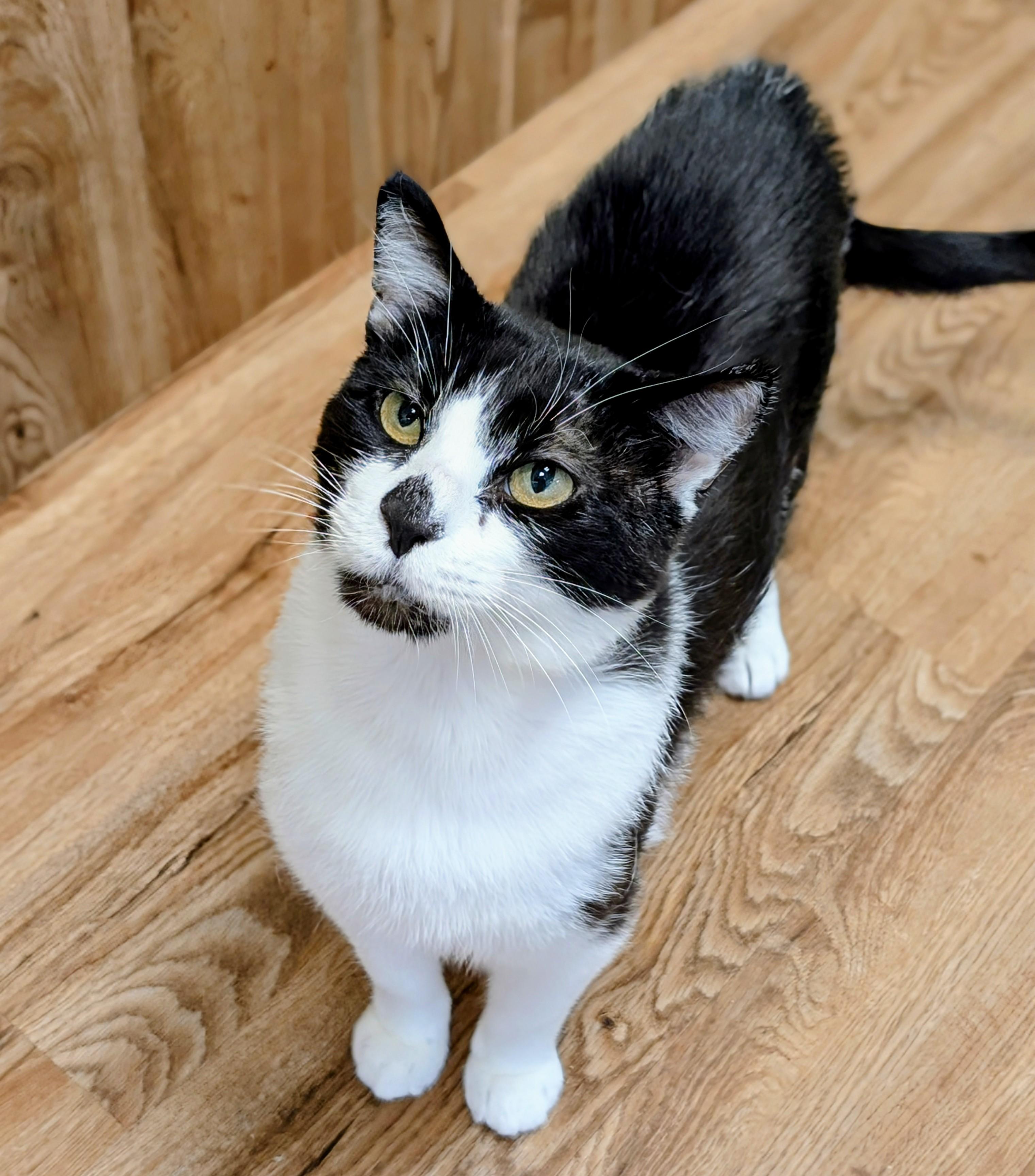Jumanji, Adult Male Domestic Short Hair