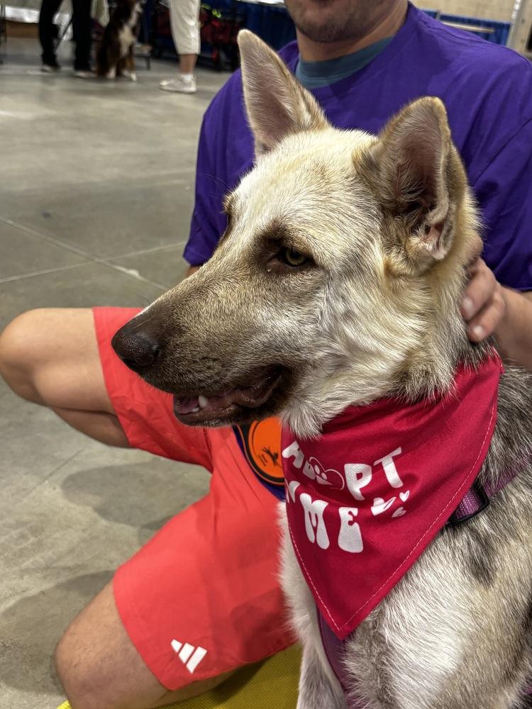 Enlarge Tomasa, a Adoptable mixed breed in Sealy, TX image 2/6