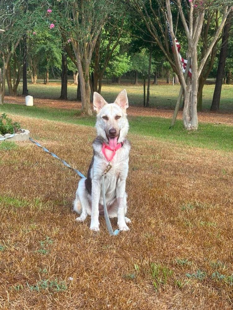 Enlarge Tomasa, a Adoptable mixed breed in Sealy, TX image 3/6