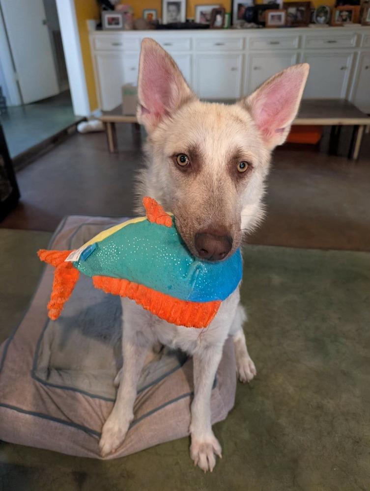 Enlarge Tomasa, a Adoptable mixed breed in Sealy, TX image 4/6