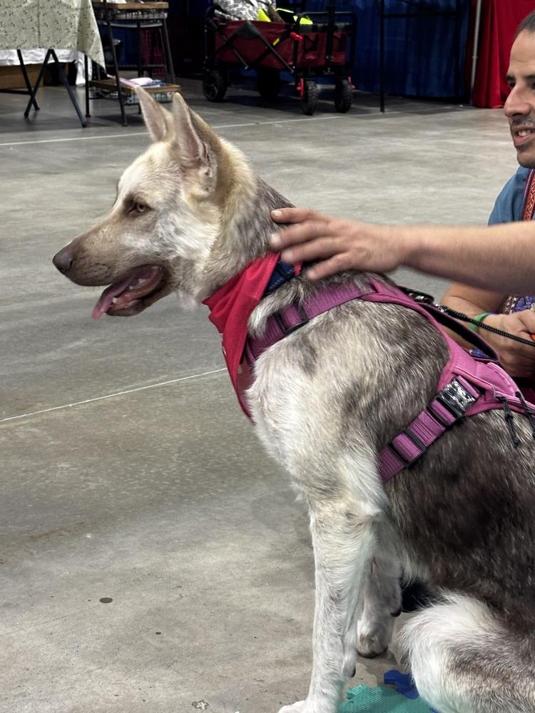Enlarge Tomasa, a Adoptable mixed breed in Sealy, TX image 6/6