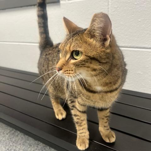 Poppie, Adoptable, Adult Female Domestic Short Hair.