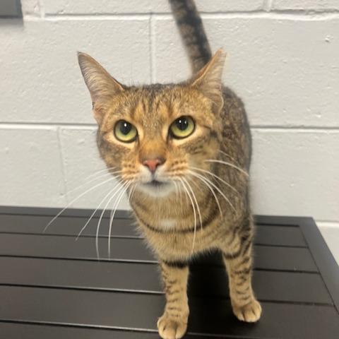 Poppie, a Adoptable Domestic Short Hair in Dayton, OH image 2/4