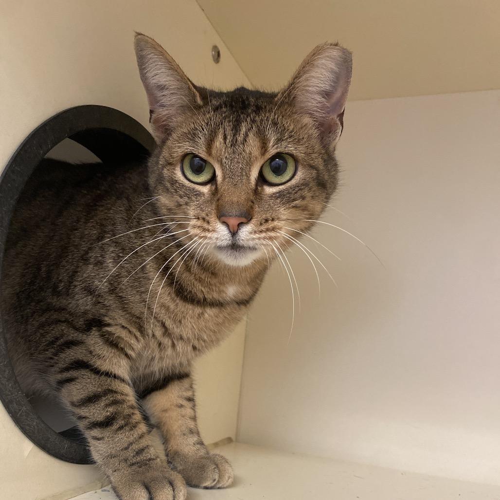 Poppie, a Adoptable Domestic Short Hair in Dayton, OH image 4/4