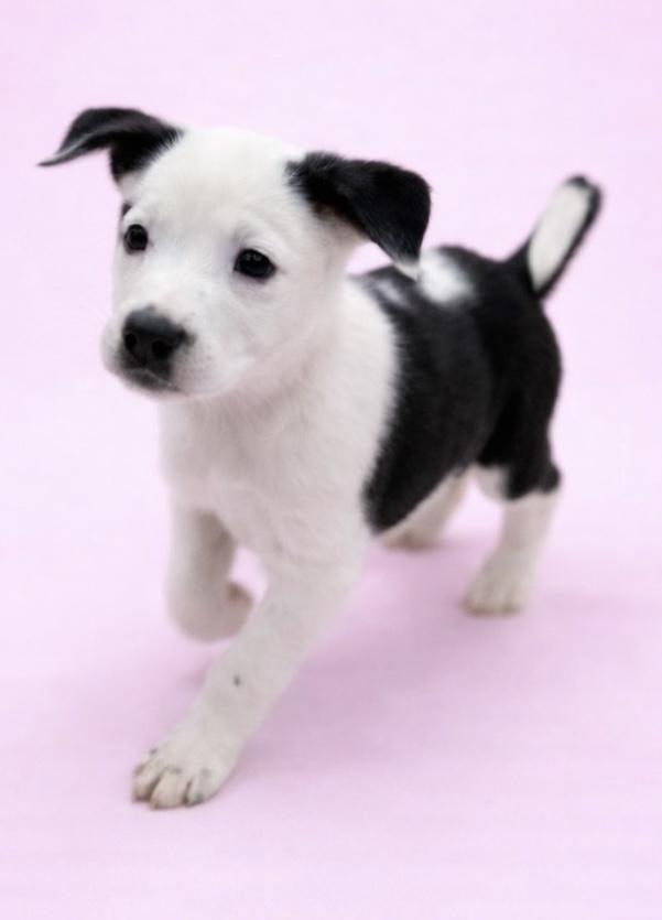 Hazel #0099, a ADOPTABLE mixed breed in Waldorf, MD image 2/2