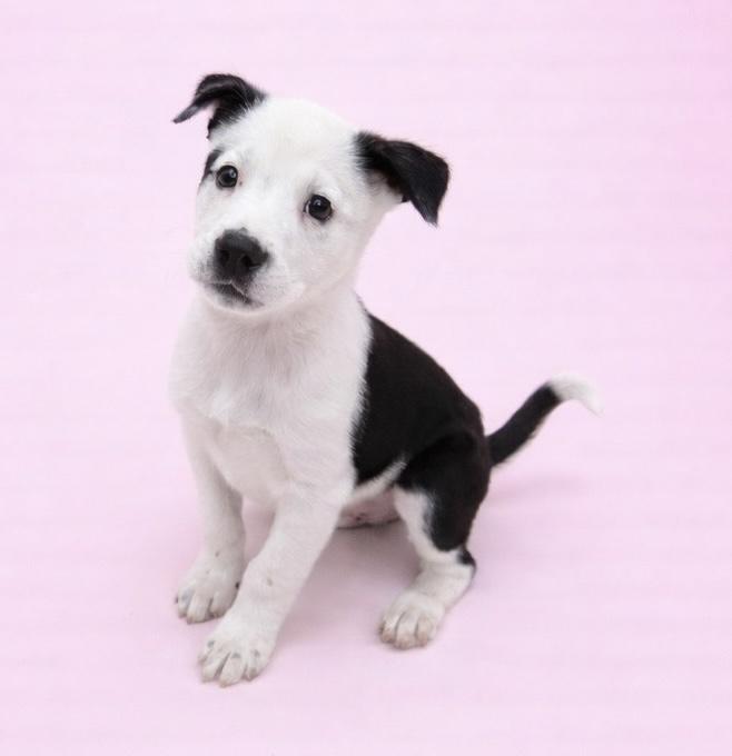 Hazel #0099, ADOPTABLE, Puppy Female Labrador Retriever.