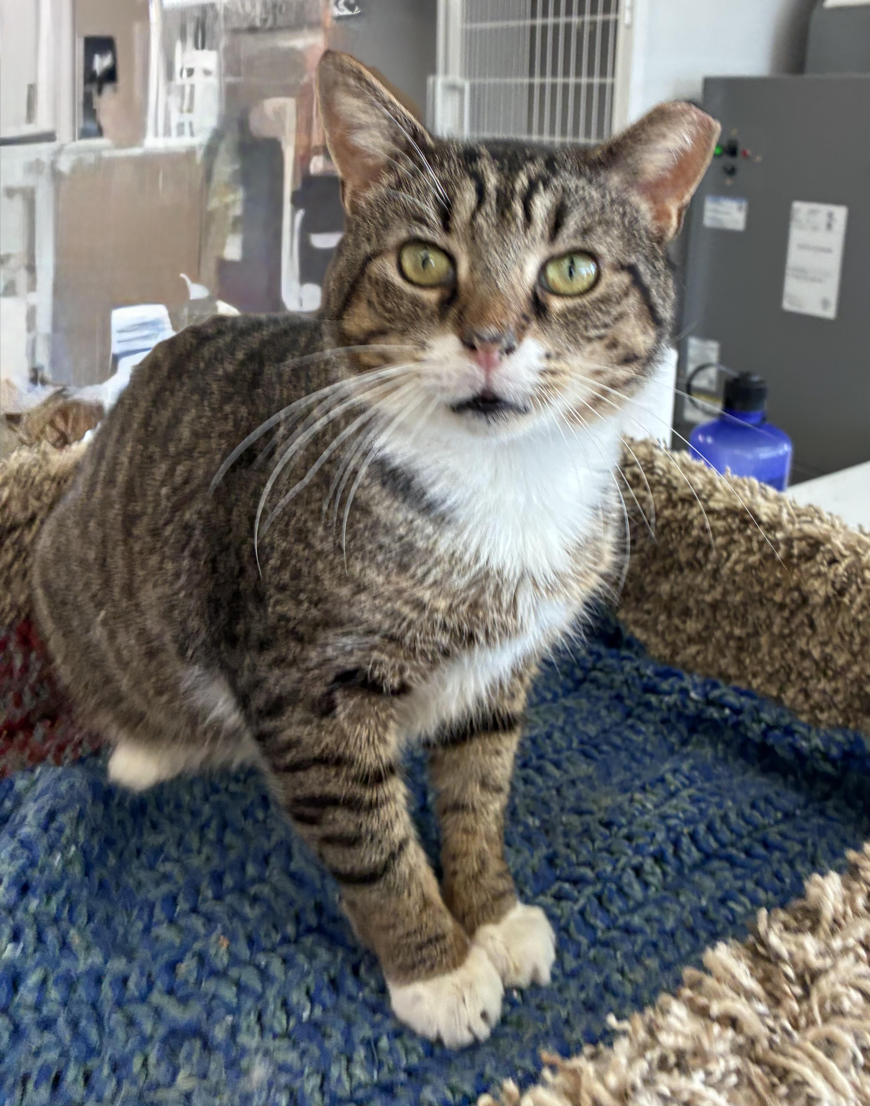 Enlarge Walkie Talkie, a ADOPTABLE Domestic Short Hair in Breinigsville, PA image 2/3