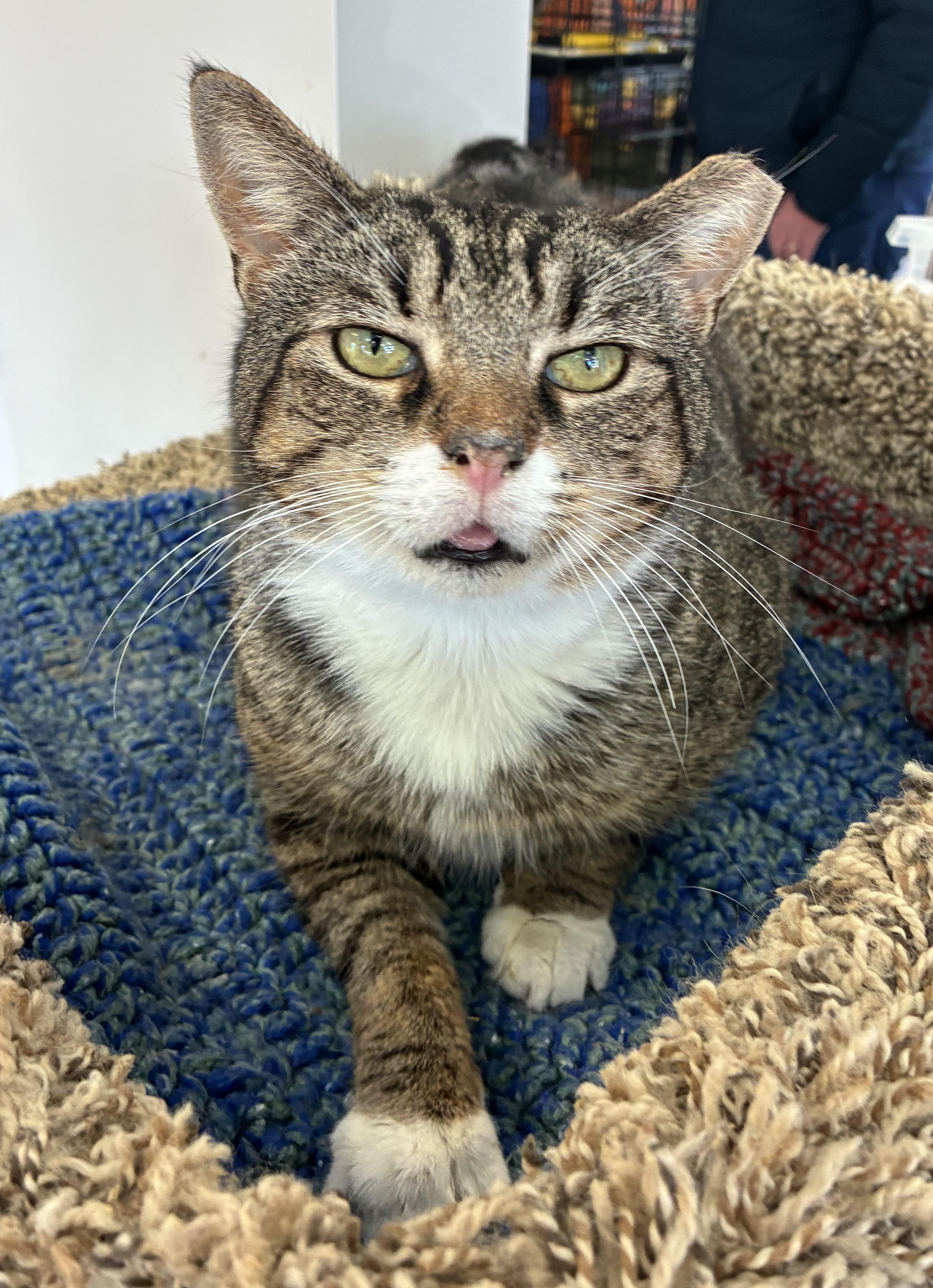 Enlarge Walkie Talkie, a ADOPTABLE Domestic Short Hair in Breinigsville, PA image 3/3