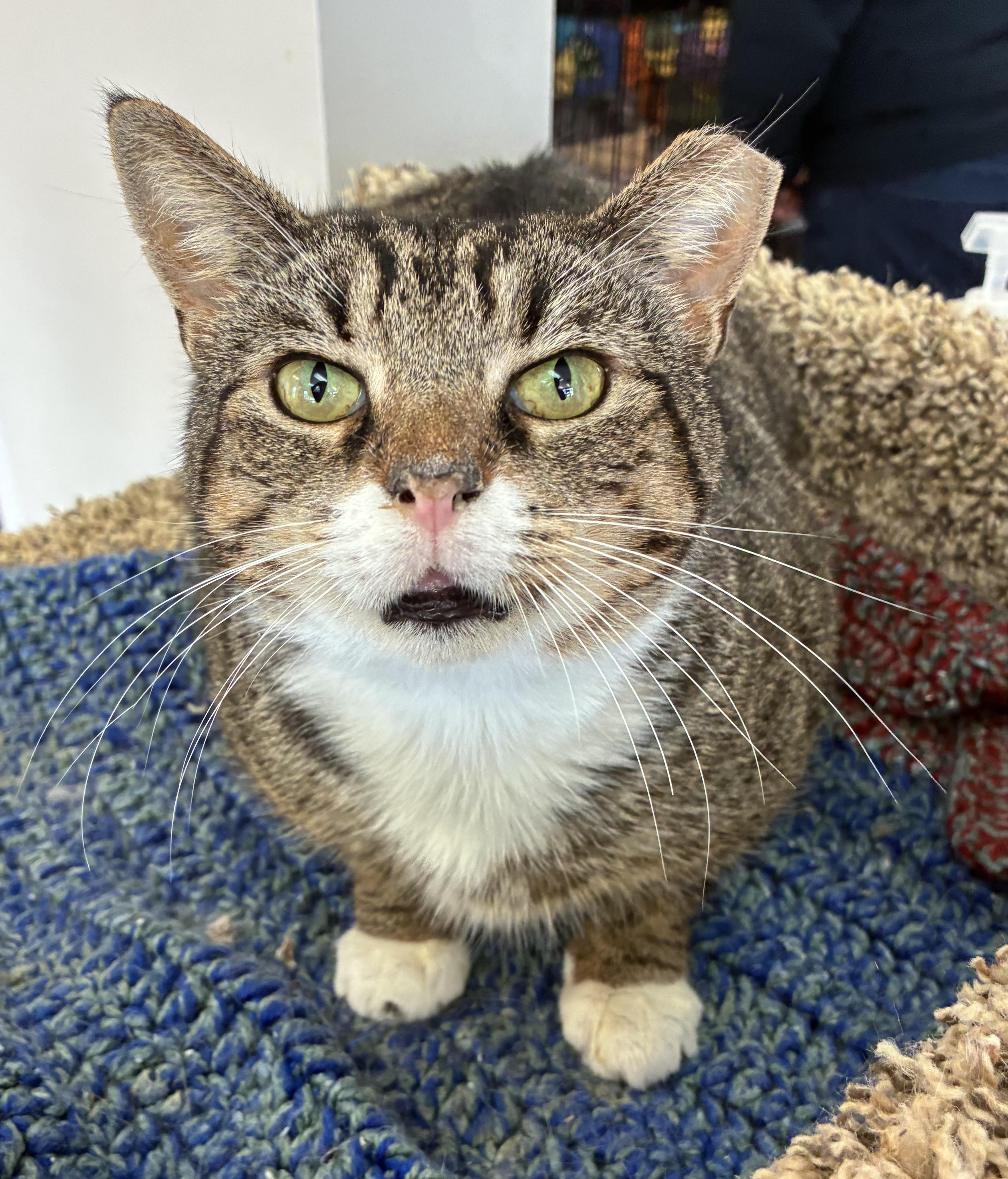 Walkie Talkie, ADOPTABLE, Adult Male Domestic Short Hair.