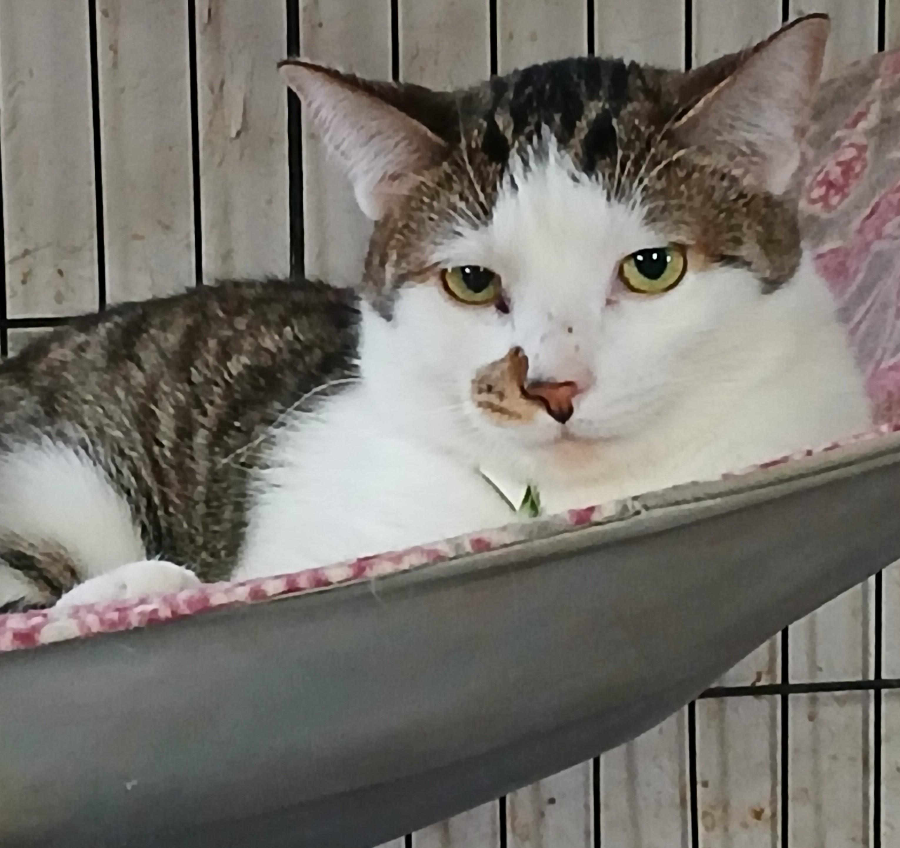 Miracle's Snowy, adoptable, Young Female Domestic Short Hair.