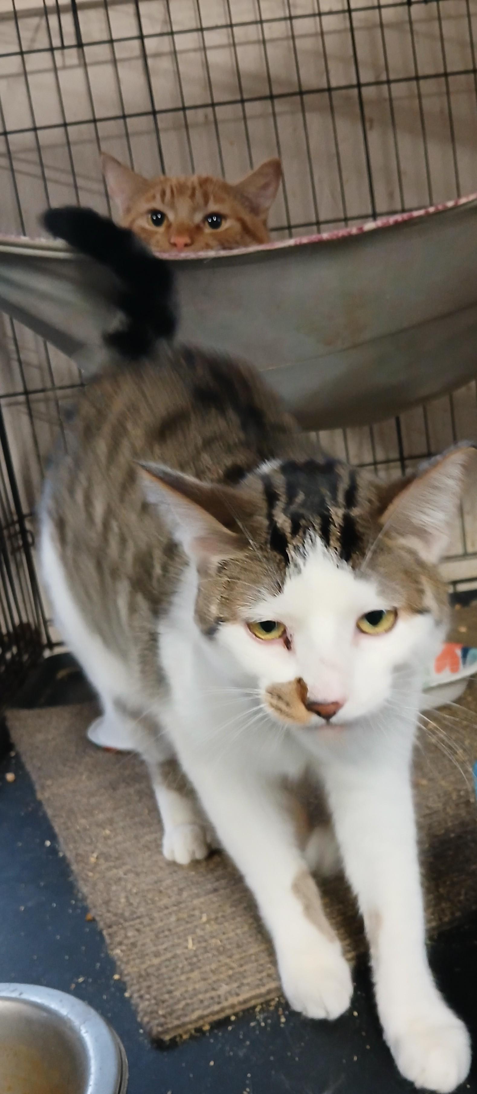 Enlarge Miracle's Snowy, an adoptable Domestic Short Hair in Eaton Rapids, MI image 1/4