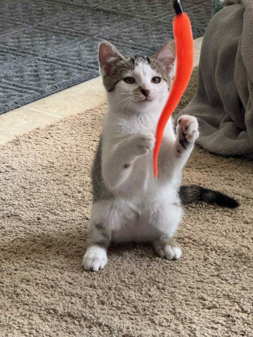 Enlarge Miracle's Snowy, an adoptable Domestic Short Hair in Eaton Rapids, MI image 4/4