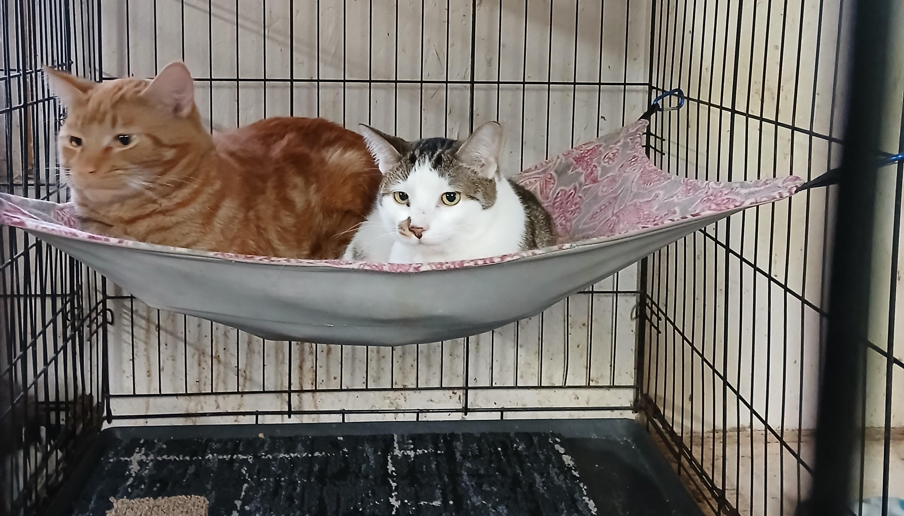 Enlarge Miracle's Snowy, an adoptable Domestic Short Hair in Eaton Rapids, MI image 6/6